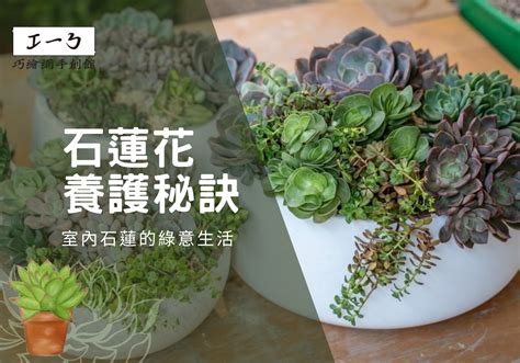 石蓮花風水|石蓮花養護秘訣：室內石蓮的綠意生活 